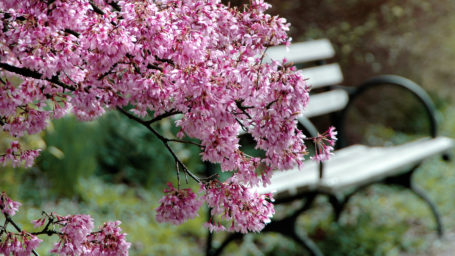 park bench with blooming tree branches