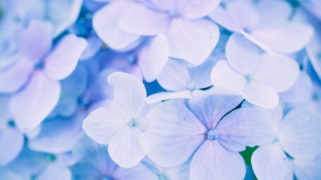 Close-up of hydrangea bloom