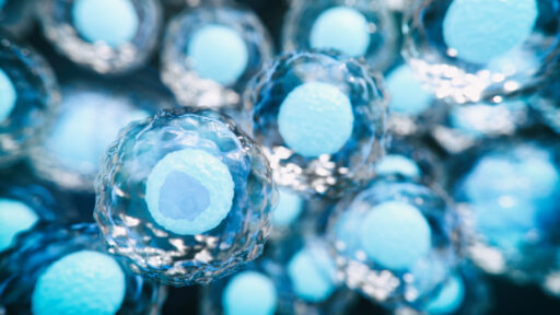 Stem Cell Transplants